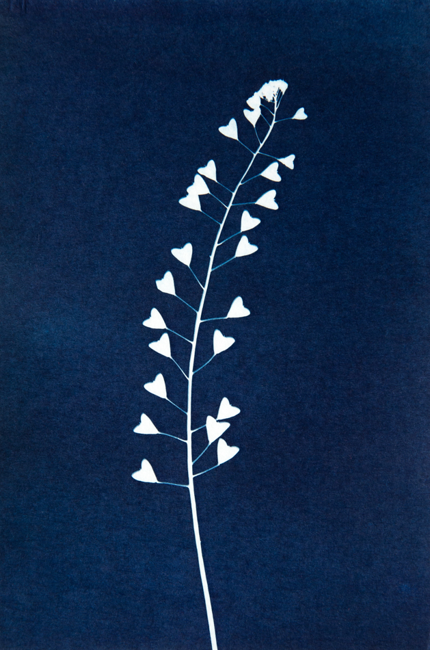 Cyanotype Herderstasje Jonna Cyanotype Herderstasje Jonna