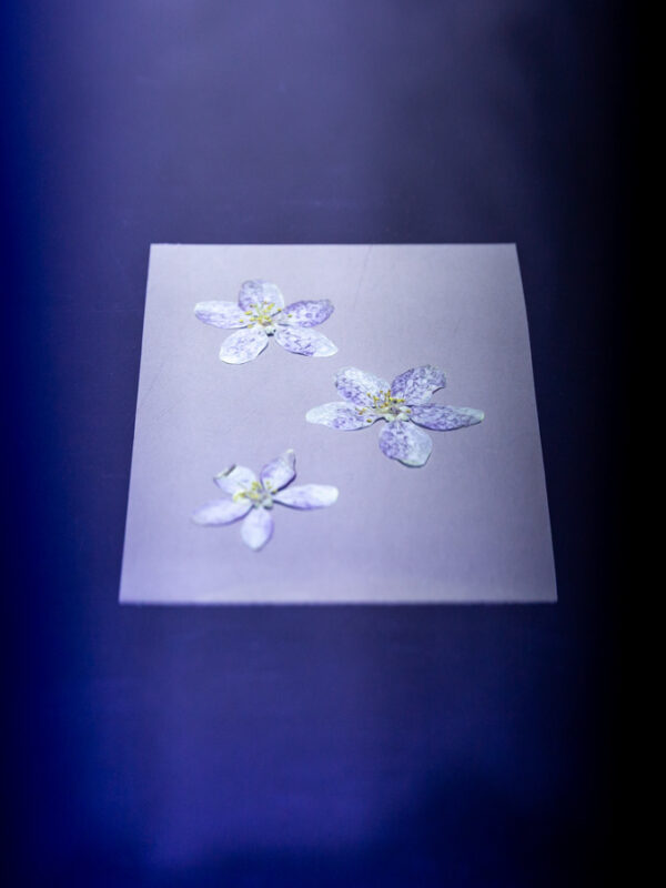 Workshop Cyanotype Jonna van Hesteren 01